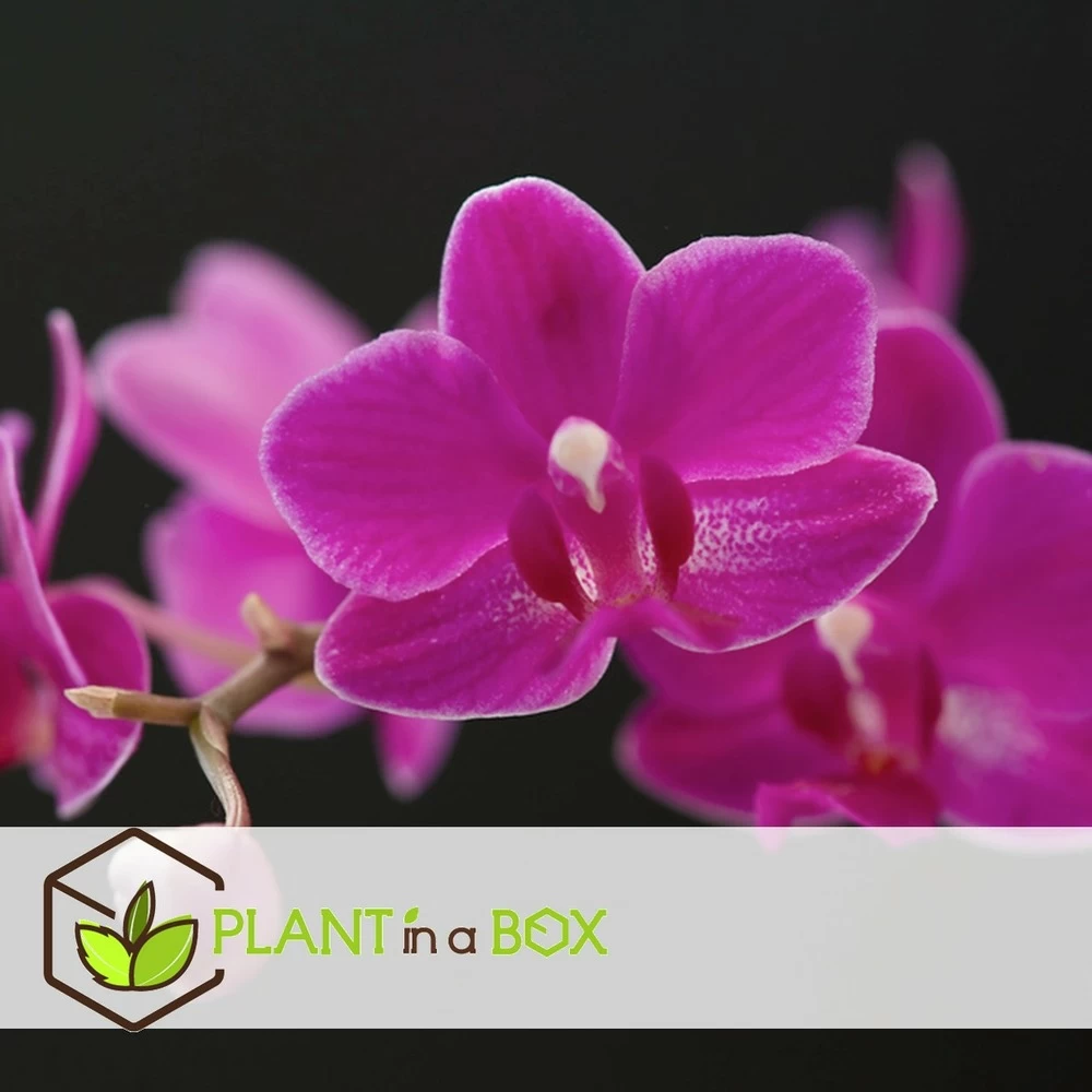 Phalaenopsis Multiflora - Orchidée Pourpre - Pot 12cm - Hauteur 35-45cm – Image 2