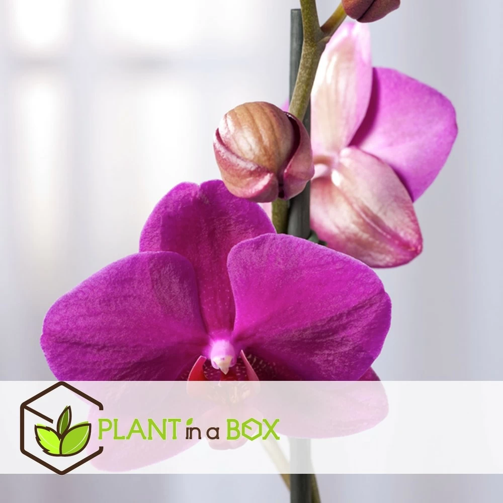 Phalaenopsis Multiflora - Orchidée Pourpre - Pot 12cm - Hauteur 35-45cm – Image 3