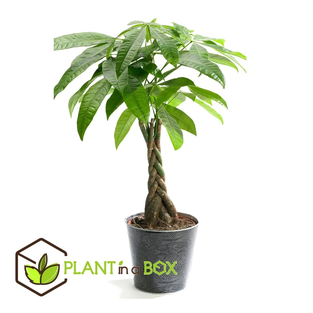 Pachira Aquatica - "money Tree" - Pot 17cm - Hauteur 60-70cm – Image 2