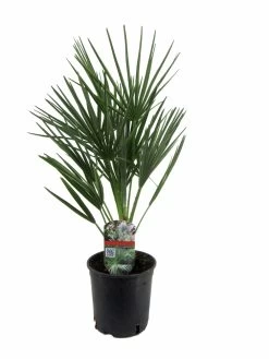 Chamaerops Humilis - Palmier Nain Européen - Pot 15cm - Hauteur 50-60cm