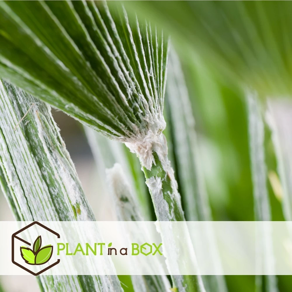 Chamaerops Humilis - Palmier Nain Européen - Pot 15cm - Hauteur 50-60cm – Image 4