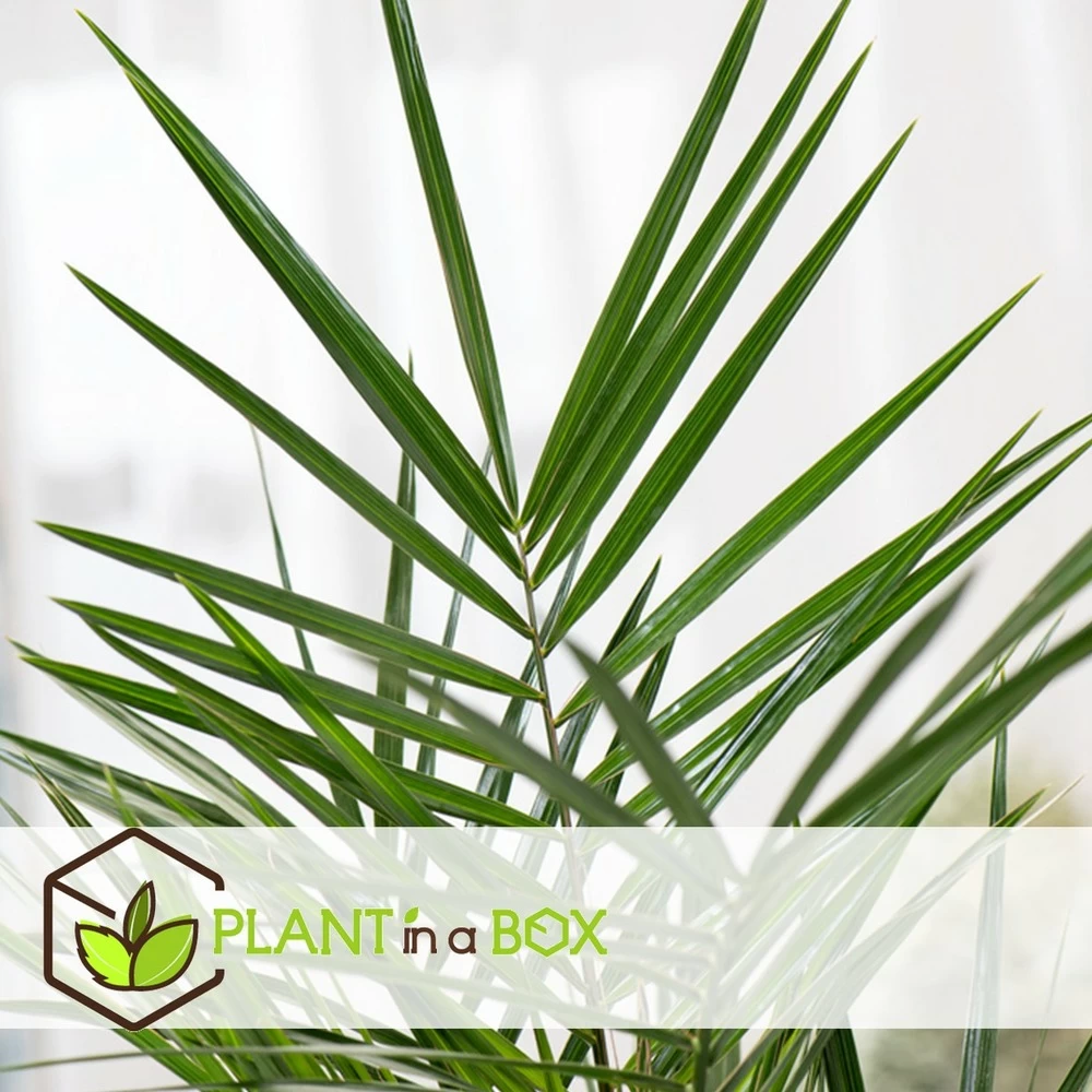 Phoenix Canariensis - Set De 4 - Palmier Dattier - Pot 15cm - Hauteur 50-60cm – Image 3