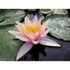 Nymphaea 'sioux'