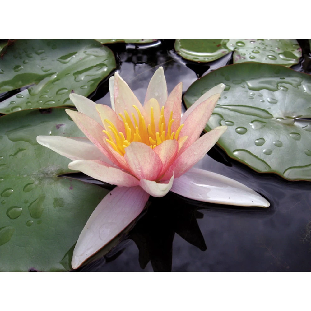 Nymphaea 'sioux'