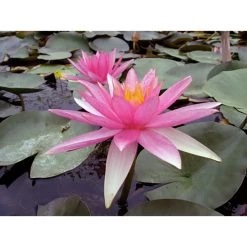 Nymphaea 'pink Sparkle'