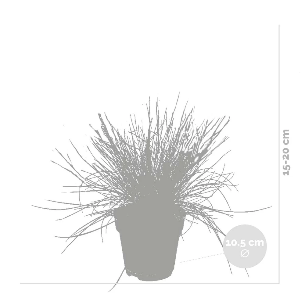 3x Festuca Glauca 'eisvogel' - Fétuque Bleue - Rustique - ⌀10.5 Cm - ↕15-20 Cm – Image 3