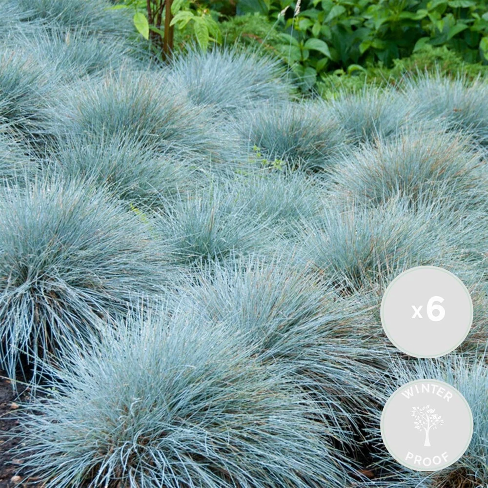 3x Festuca Glauca 'eisvogel' - Fétuque Bleue - Rustique - ⌀10.5 Cm - ↕15-20 Cm – Image 2