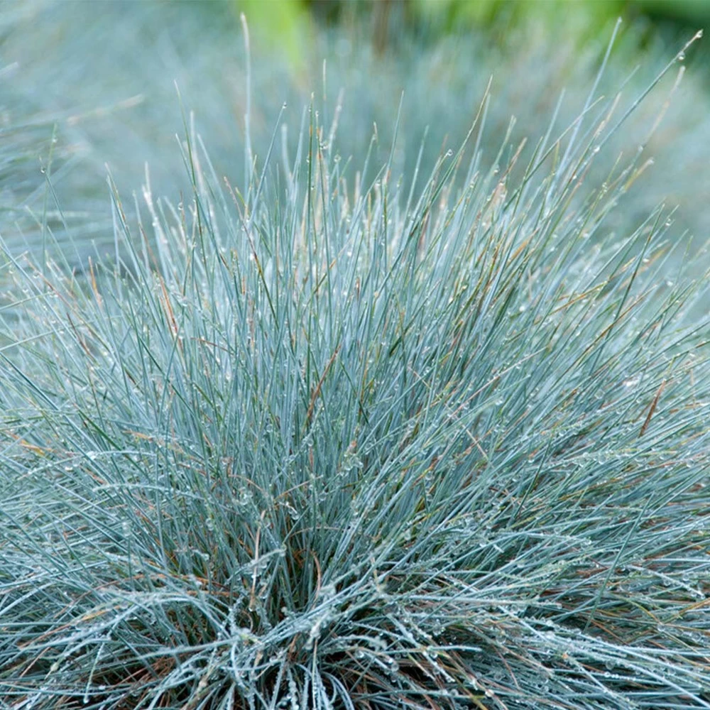 3x Festuca Glauca 'eisvogel' - Fétuque Bleue - Rustique - ⌀10.5 Cm - ↕15-20 Cm – Image 4