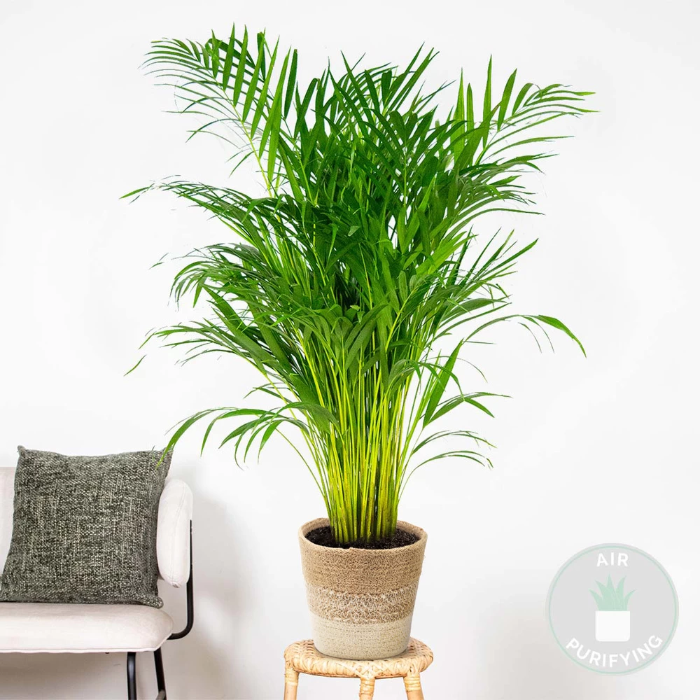 Dypsis Lutescens Incl. Panier Nea - Golden Palm - Facile D'entretien - ⌀21 Cm - ↕100-110 Cm – Image 2