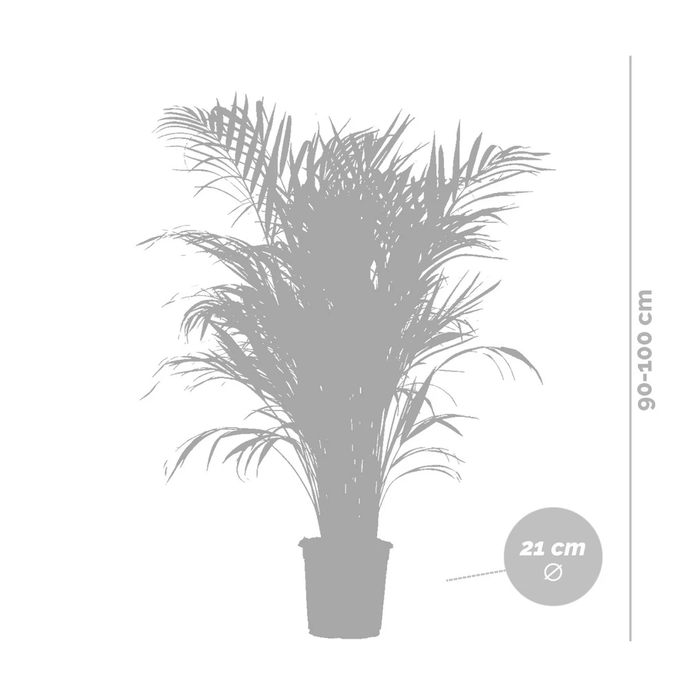 Dypsis Lutescens Incl. Panier Nea - Golden Palm - Facile D'entretien - ⌀21 Cm - ↕100-110 Cm – Image 5