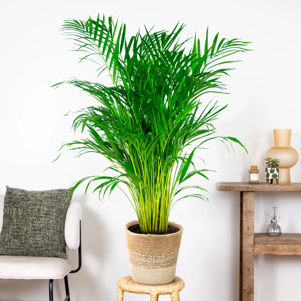 Dypsis Lutescens Incl. Panier Nea - Golden Palm - Facile D'entretien - ⌀21 Cm - ↕100-110 Cm – Image 4