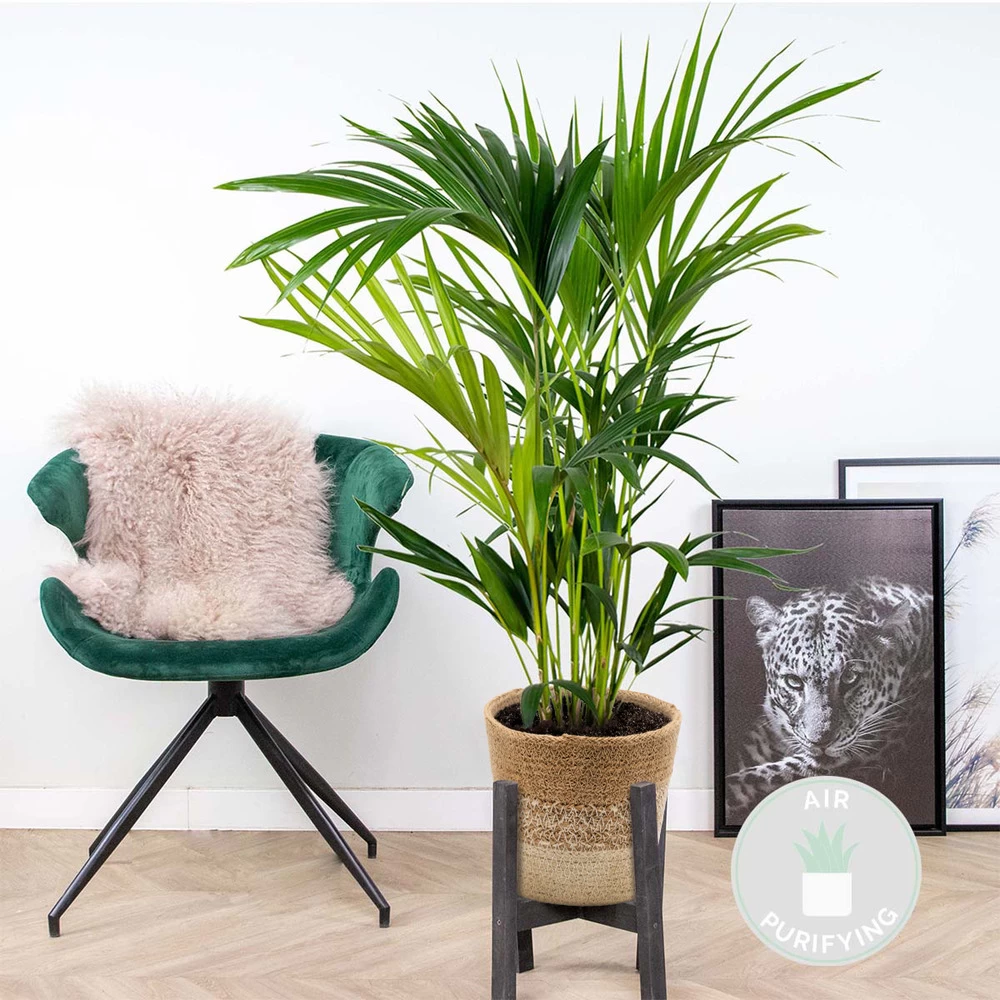 Howea Forsteriana Incl. Panier En Jute - Palmier Kentia - ⌀19 Cm - ↕90-100 Cm – Image 2