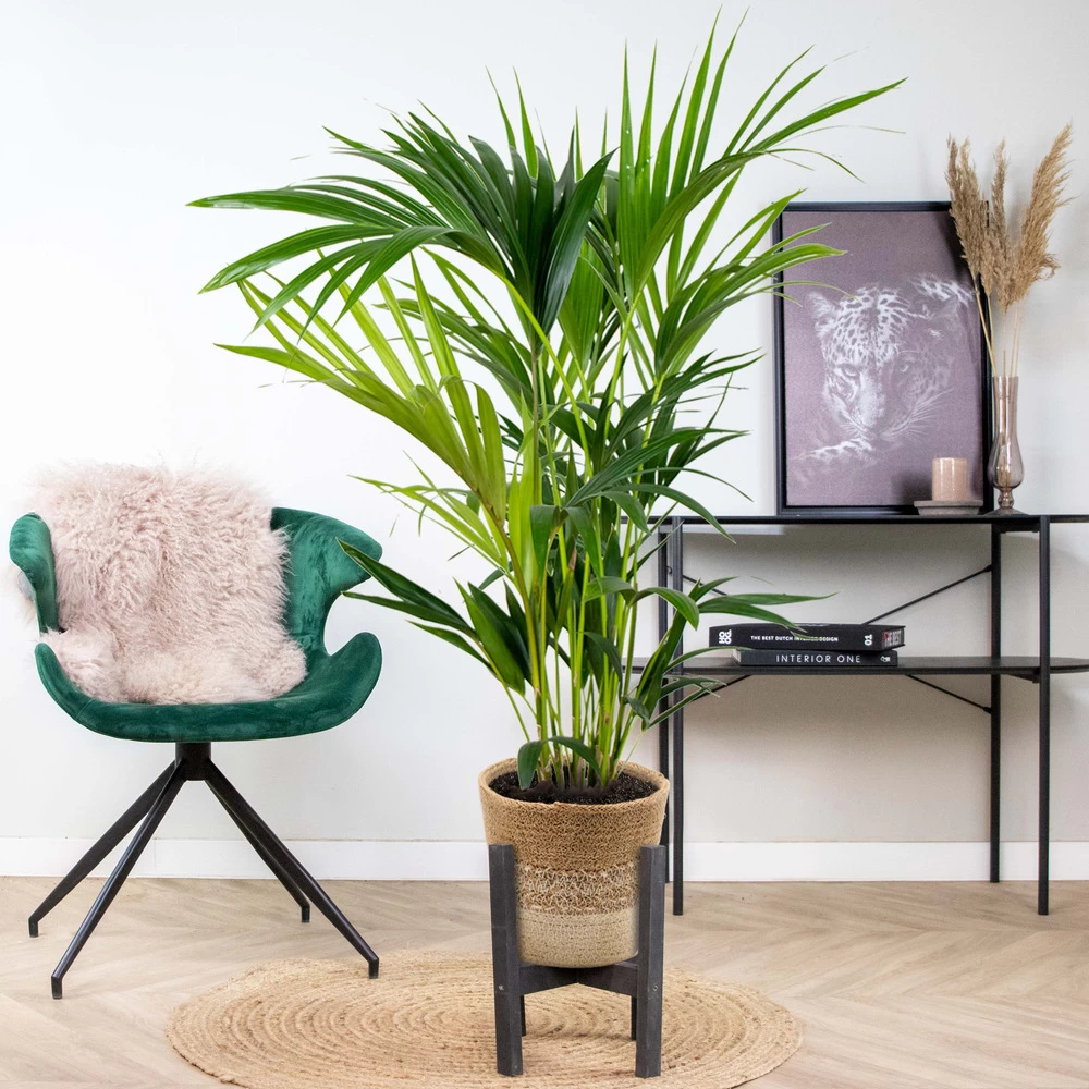 Howea Forsteriana Incl. Panier En Jute - Palmier Kentia - ⌀19 Cm - ↕90-100 Cm – Image 4