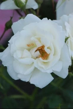 Rosier Décorosiers ? 'opalia ?' - 2l