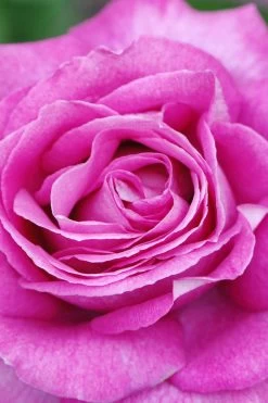 Rosier Parfuma 'catherine De Medicis' ? - 4l