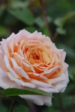 Rosier 'grande Duchesse Louise' ? - 4l