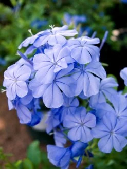 Plumbago Auriculata - Set De 6 - Grimpante Fleurie - Pot 9cm - Hauteur 25-40cm