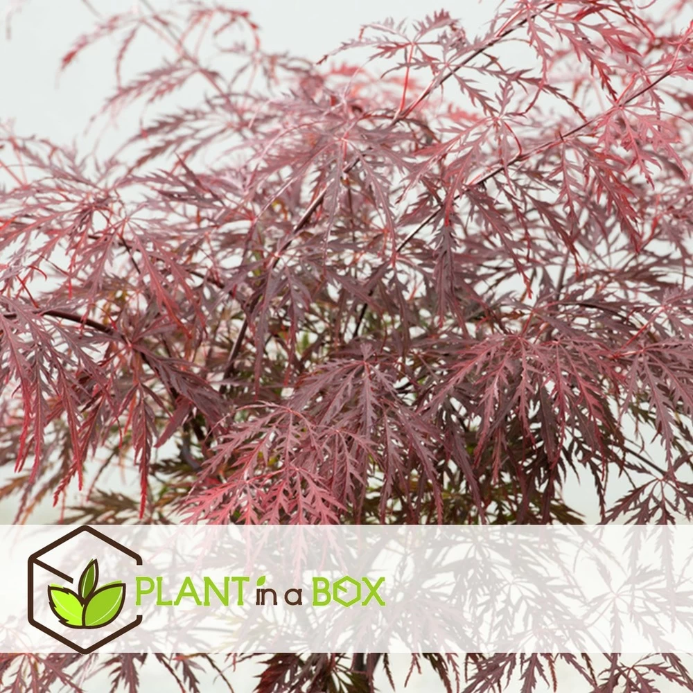 Acer Palmatum 'garnet' - Set De 2 - Erable - Pot 19cm - Hauteur 60-70cm – Image 2