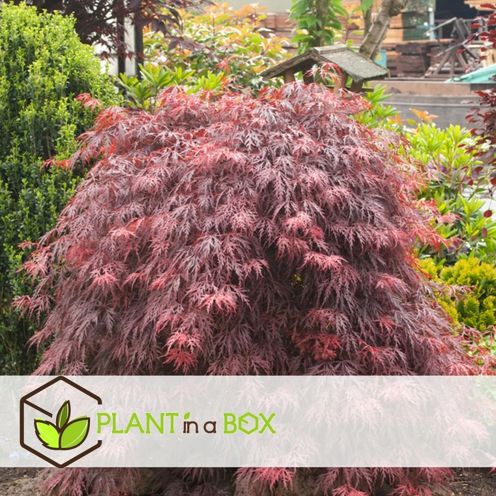 Acer Palmatum 'garnet' - Set De 2 - Erable - Pot 19cm - Hauteur 60-70cm – Image 4