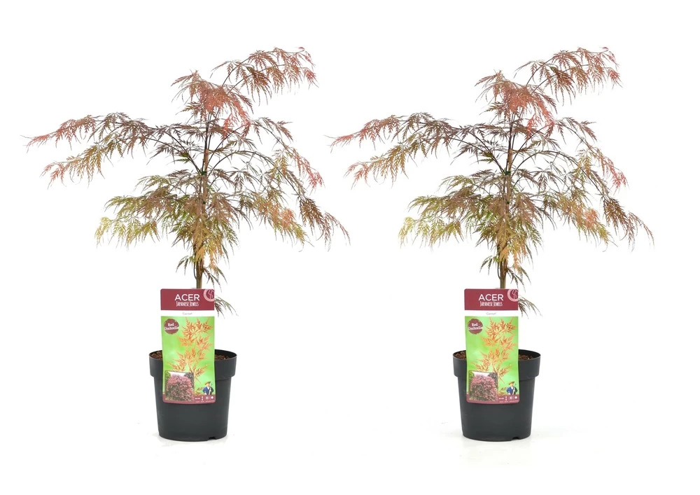 Acer Palmatum 'garnet' - Set De 2 - Erable - Pot 19cm - Hauteur 60-70cm