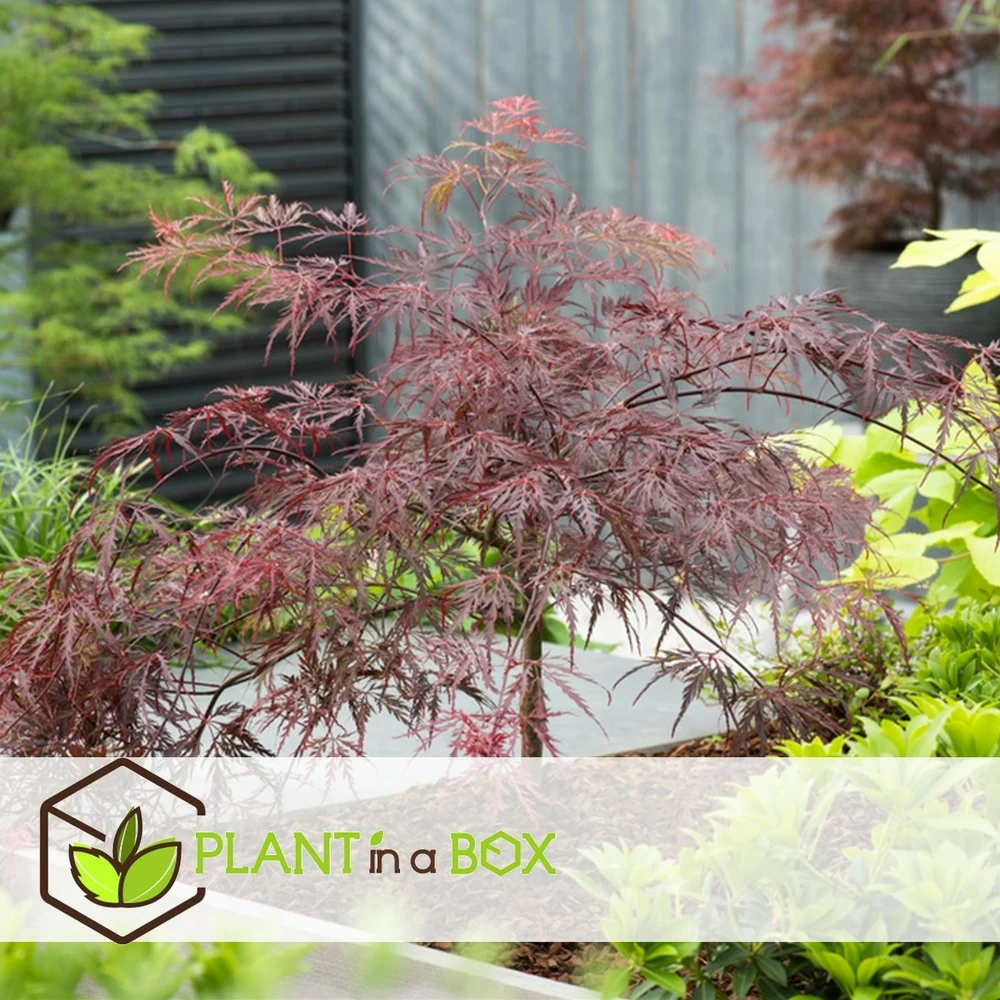 Acer Palmatum 'garnet' - Set De 2 - Erable - Pot 19cm - Hauteur 60-70cm – Image 3