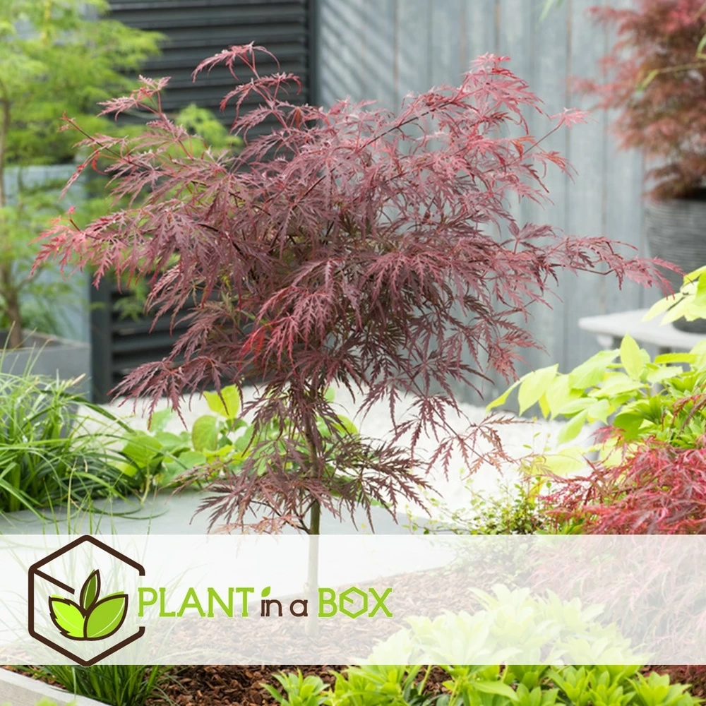 Acer Palmatum 'garnet' - Set De 2 - Erable - Pot 19cm - Hauteur 60-70cm – Image 5