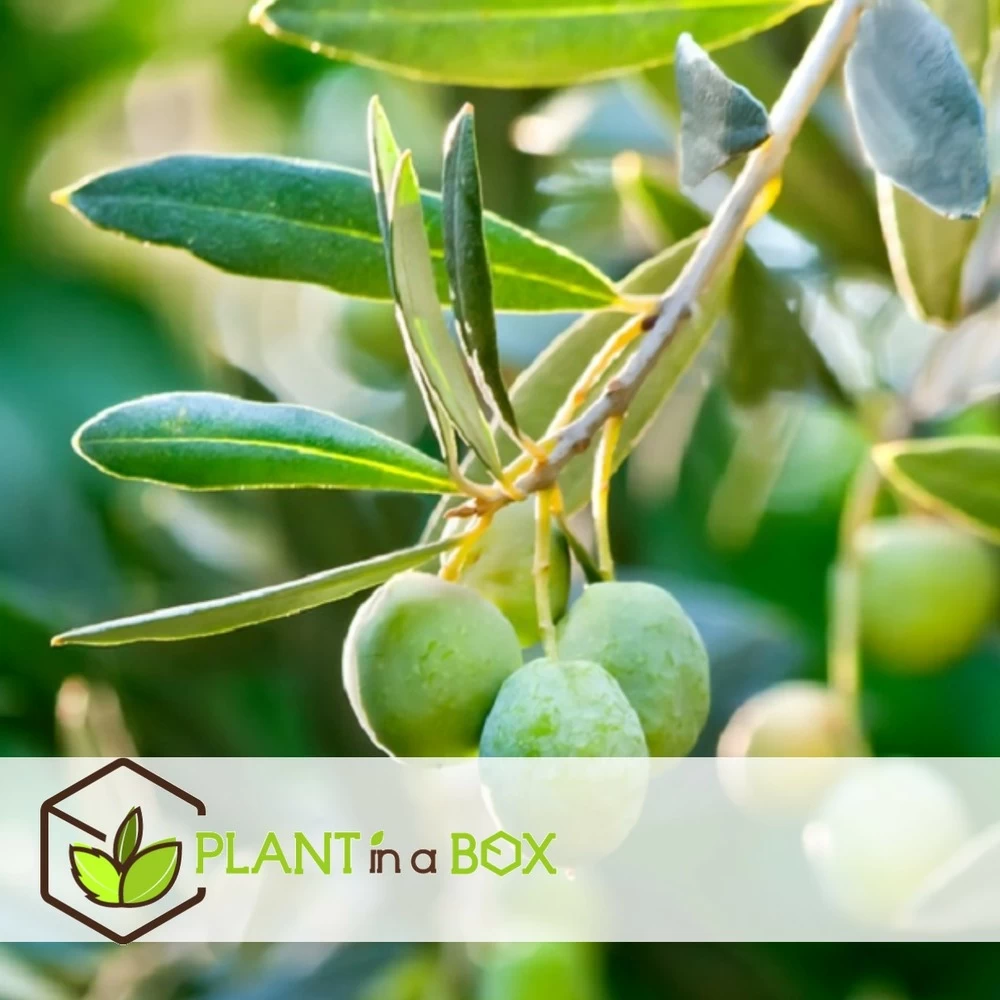 Olea Europaea - Oliviers - Pot 9cm - Hauteur 25-40cm – Image 2