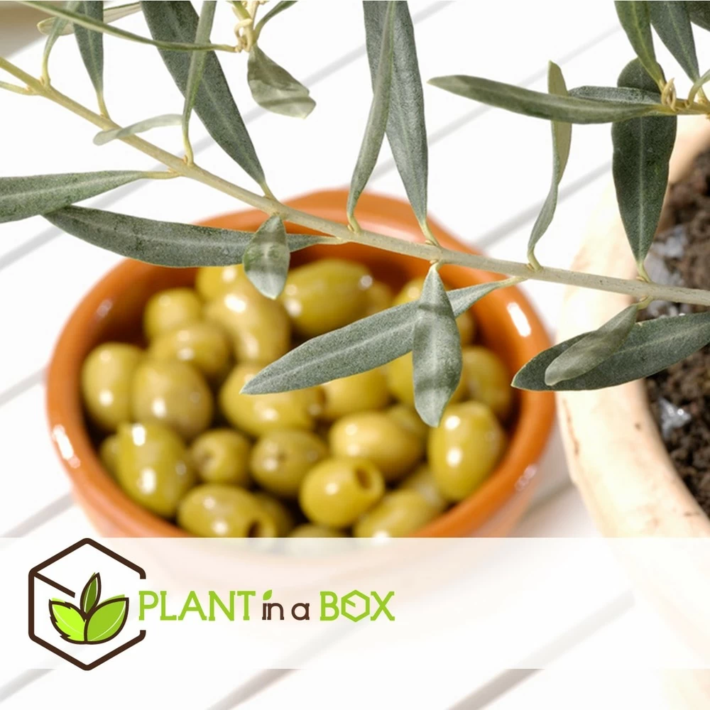 Olea Europaea - Oliviers - Pot 9cm - Hauteur 25-40cm – Image 4