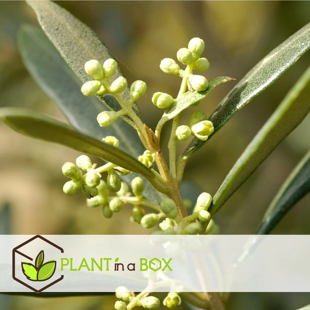 Olea Europaea - Oliviers - Pot 9cm - Hauteur 25-40cm – Image 3