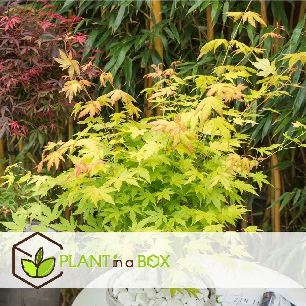 Acer 'orange Dream' - érable Du Japon - Pot 19cm - Hauteur 60-70cm – Image 2