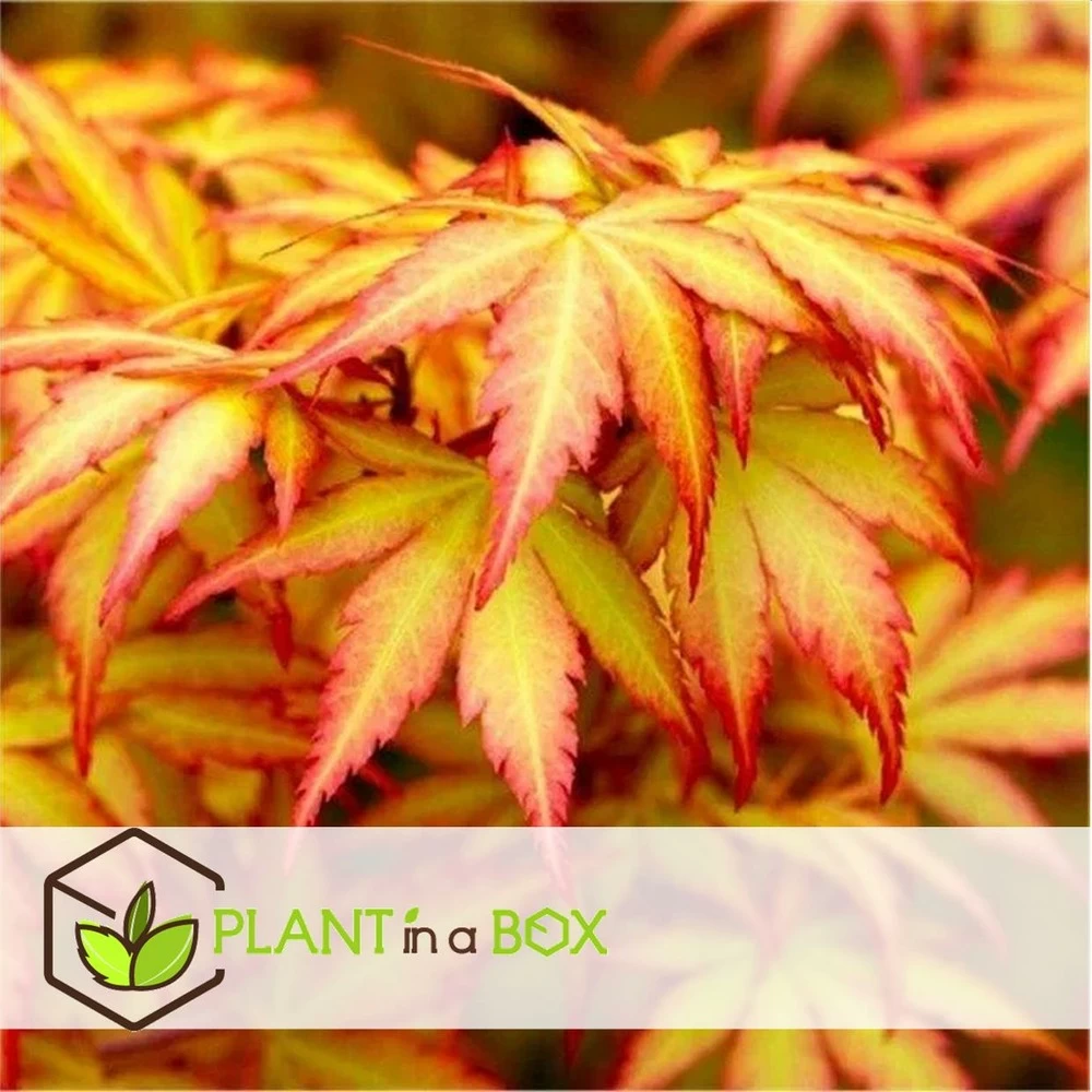 Acer 'orange Dream' - érable Du Japon - Pot 19cm - Hauteur 60-70cm – Image 5