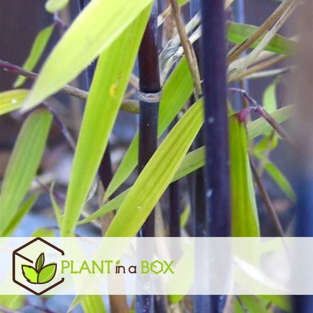 Fargesia Gansu - Set De 4 - Bambou Non Invasif - Pot 17cm - Hauteur 50-70cm – Image 3