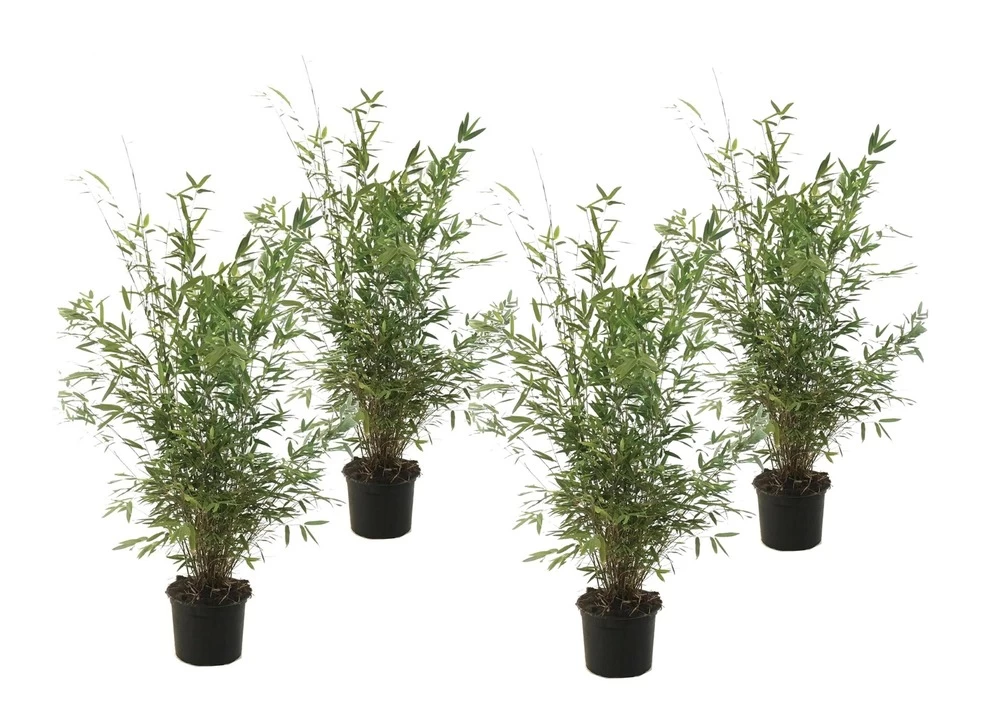 Fargesia Gansu - Set De 4 - Bambou Non Invasif - Pot 17cm - Hauteur 50-70cm