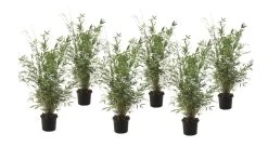 Fargesia Gansu - Set De 6 - Bambou Non Invasif - Pot 17cm - Hauteur 50-70cm