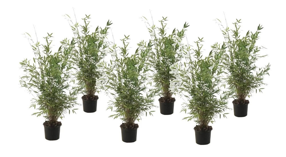 Fargesia Gansu - Set De 6 - Bambou Non Invasif - Pot 17cm - Hauteur 50-70cm