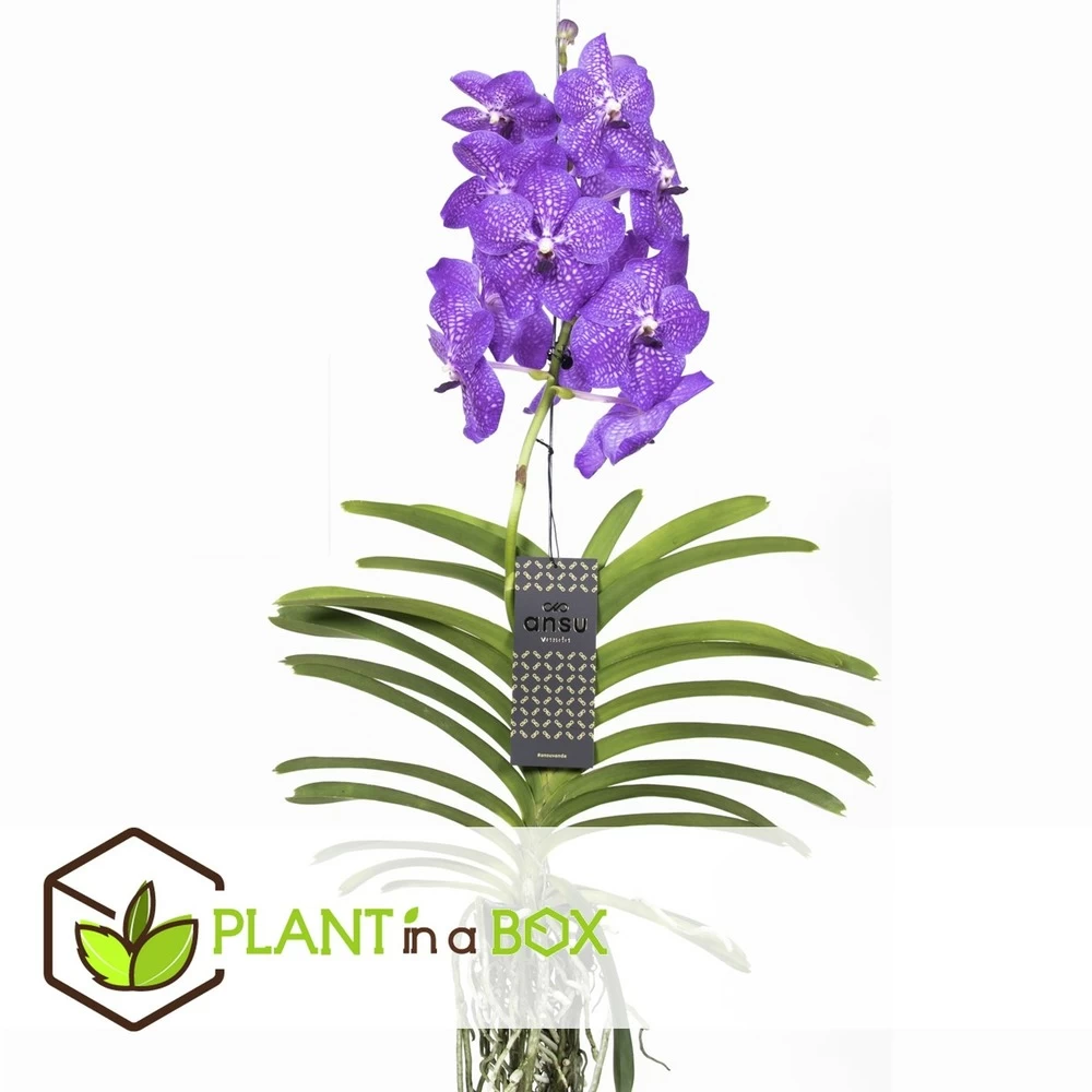 Vanda New Blue - OrchidĂ©e Tropicale - Magnifique Couleurs - Hauteur 50-60cm â Image 4