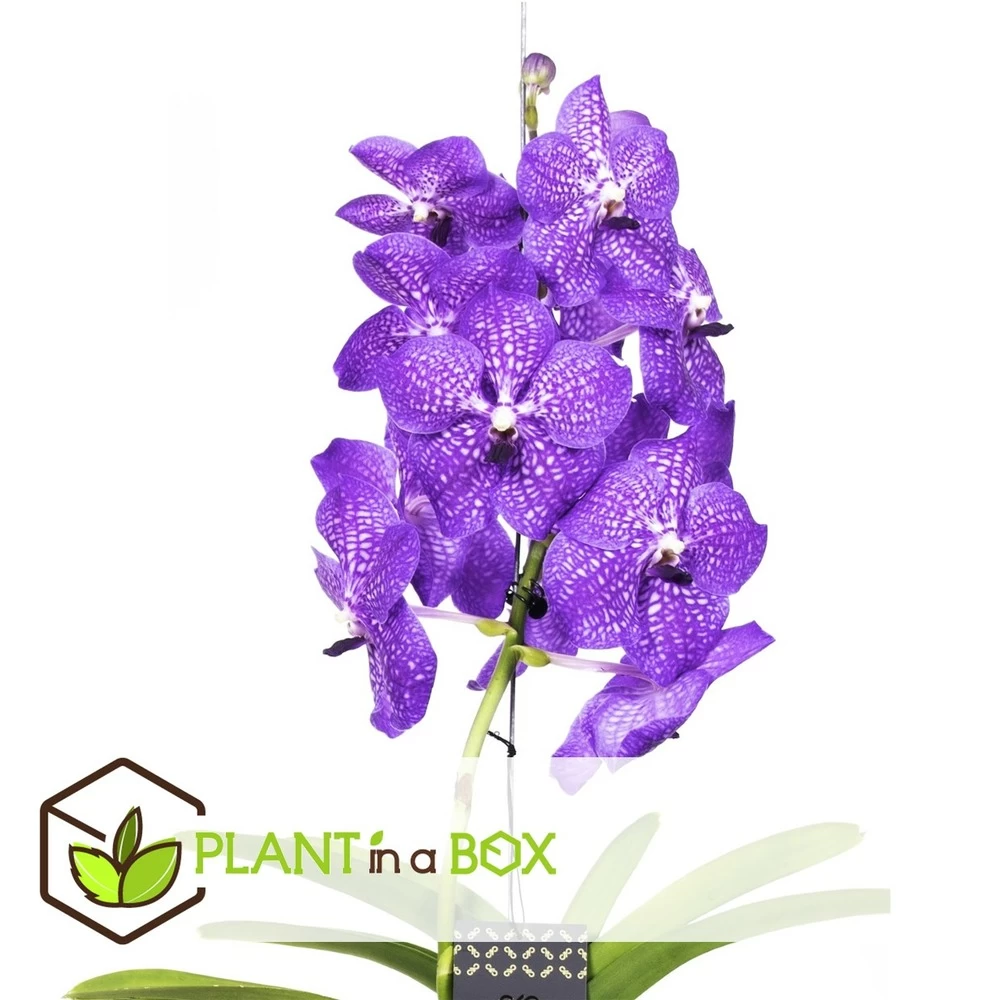Vanda New Blue - OrchidĂ©e Tropicale - Magnifique Couleurs - Hauteur 50-60cm â Image 2