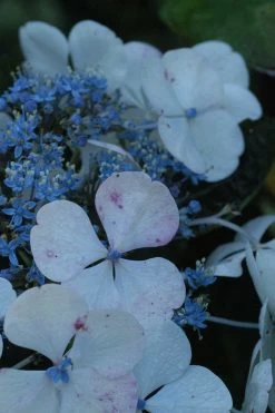 Hortensia 'lanarth White' - 3l