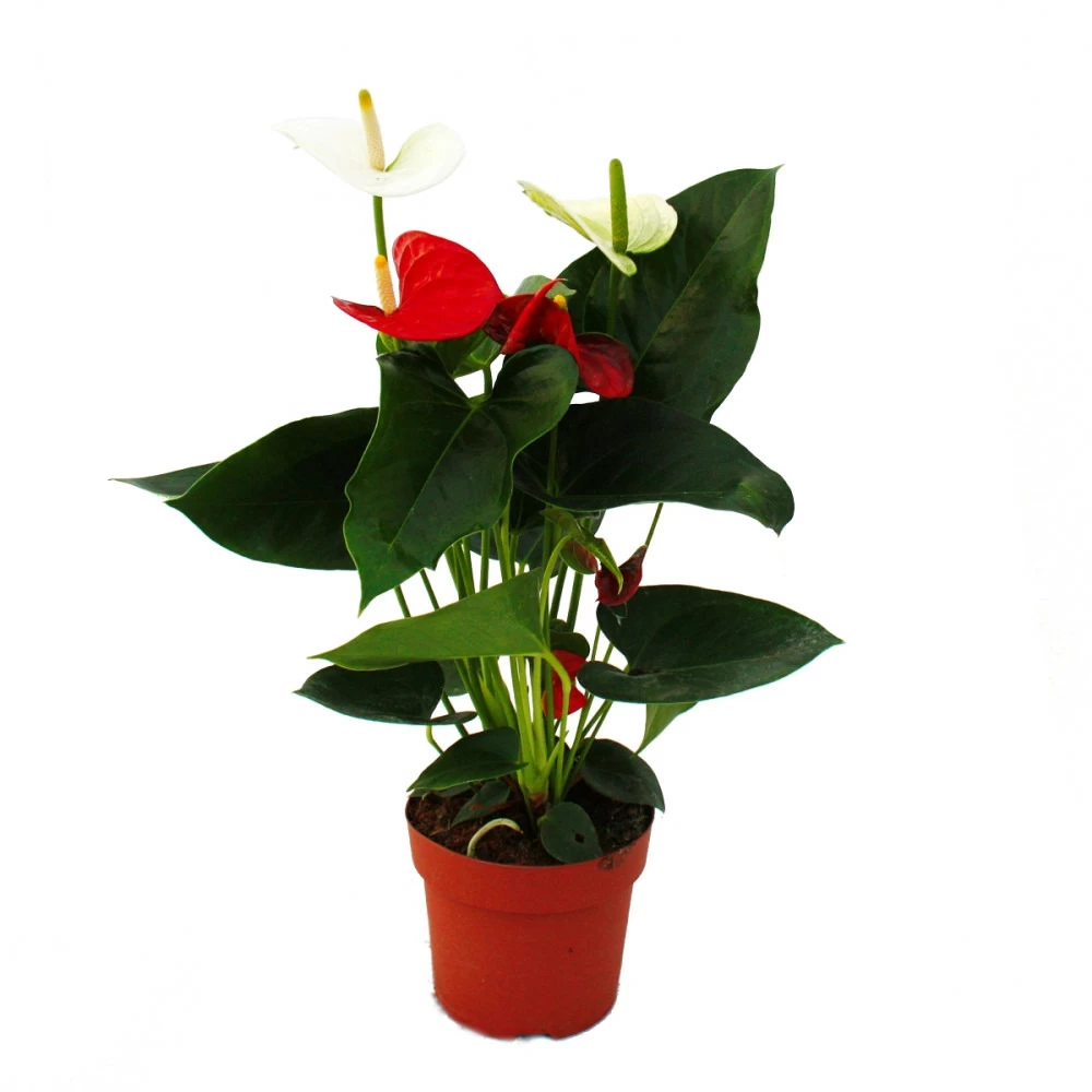 Fleur De Flamant Rose "sierra Red & Sierra White" Jumeaux Rouge/blanc Pot 14cm Anthurium Andreanum