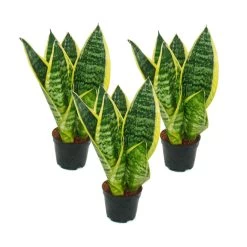 Lot De 3 Sanseveria Laurentii Trafasciata - Chanvre Vert-jaune - Pot De 9cm, Hauteur Totale Env. 20-25cm