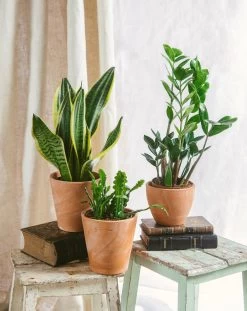 Plante D'intérieur - Trio De Plantes - Easy Care | Entretien Facile 35cm