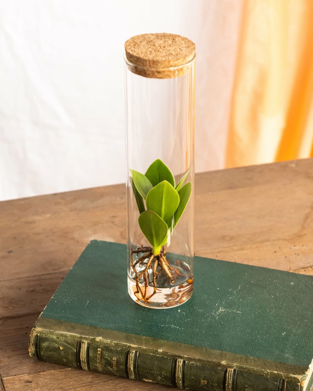 Plante D'intérieur - Petit Clusia En Hydroculture Et Son Tube En Verre 15cm