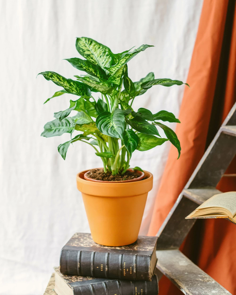 Plante D'intérieur - Dieffenbachia Compacta 60cm – Image 2