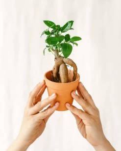 Plante D'intérieur - Mini Ficus Ginseng Microcarpa (d06) 12cm