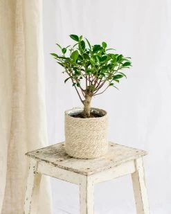 Plante D'intérieur - Bonsaï Retusa 5 Ans D'age 30cm