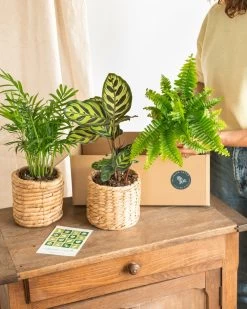 Plante D'intérieur - La Green Box - Coffret Plantes Dépolluantes Cm