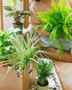 Plante D'intérieur - La Green Box - Coffret Plantes Dépolluantes Cm