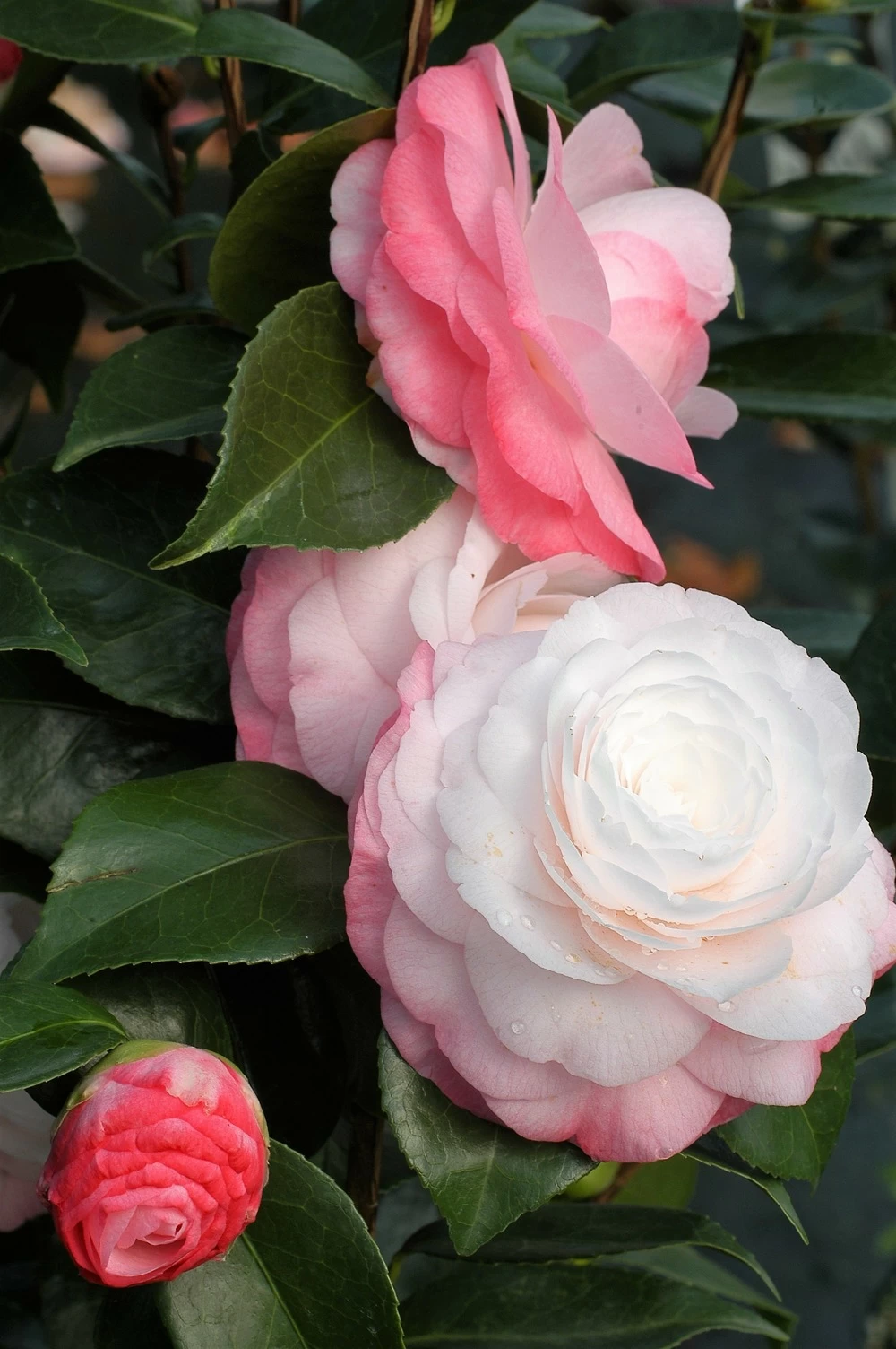 Camelia 'desire' - 4l