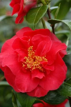Camélia 'crimson Glory' - 4l