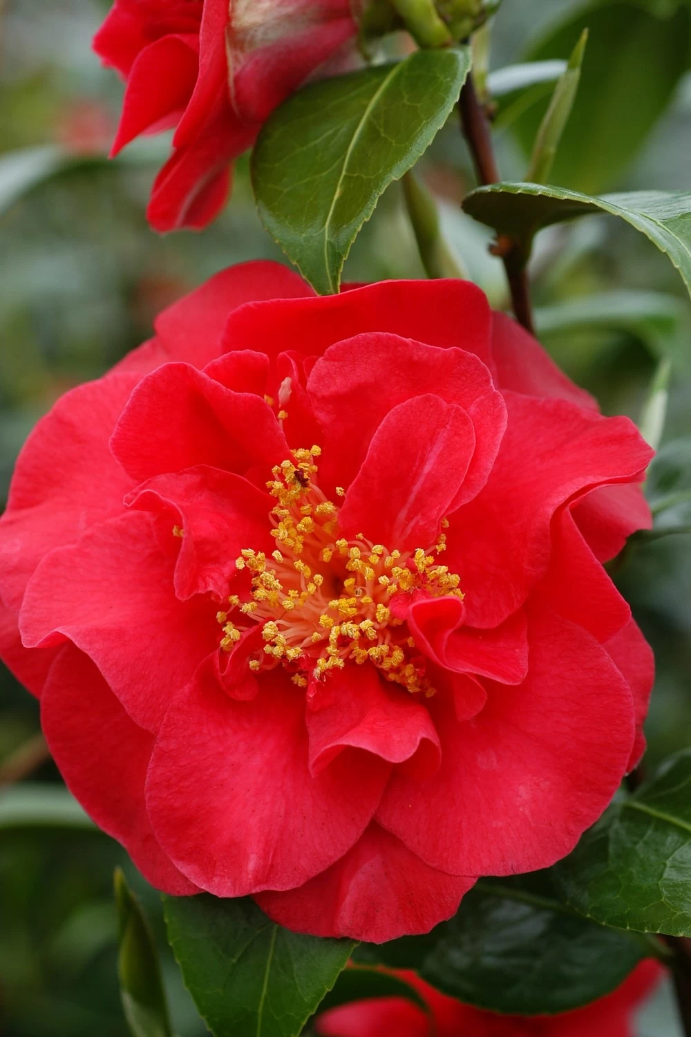 Camélia 'crimson Glory' - 4l